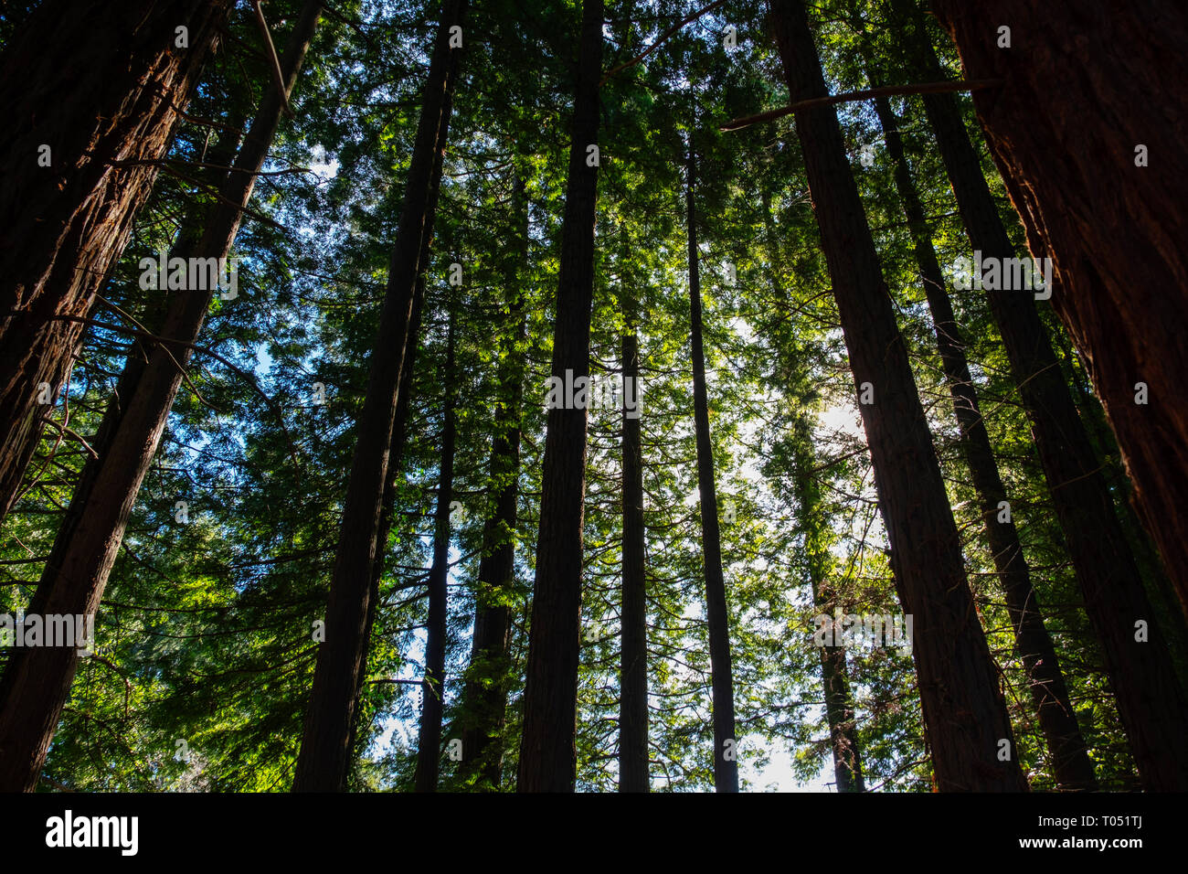 Geschützten natürlichen Raum. Sequoya (Sequoia sempervirens). Naturdenkmal von Sequoia Bäumen am Monte Cabezon. Cabezon de la Sal, Kantabrien. Spanien, Euro Stockfoto