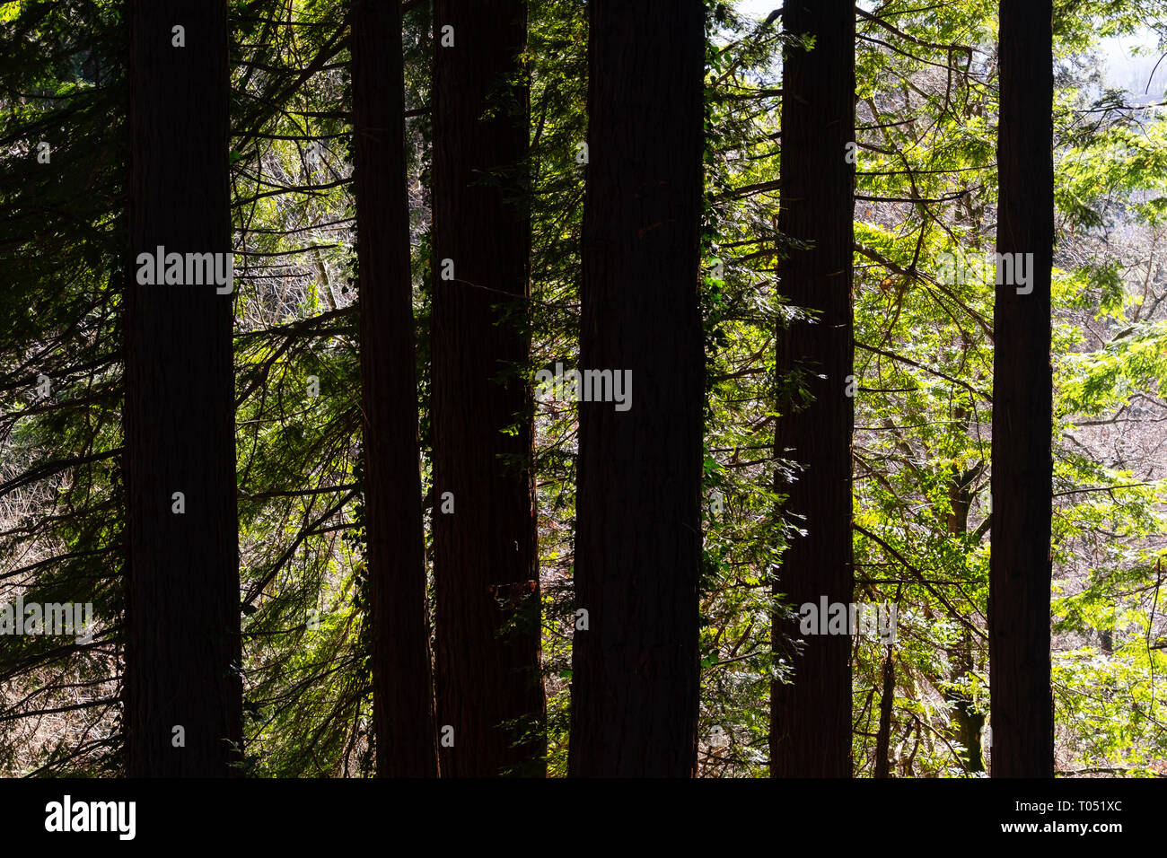 Geschützten natürlichen Raum. Sequoya (Sequoia sempervirens). Naturdenkmal von Sequoia Bäumen am Monte Cabezon. Cabezon de la Sal, Kantabrien. Spanien, Euro Stockfoto