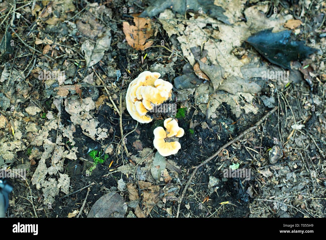 Eine kleine Schwefel Regal oder Huhn Pilz (Laetiporus sulfureus) zunehmend auf einige umgefallene Baum Zweige in Burr Pond State Park in Torrington Connecticu Stockfoto