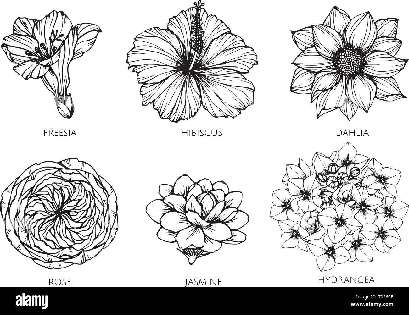 Sammlung der Blume zeichnen Abbildung. für Muster, Logo, Template, Banner,  Poster, Einladung und Grußkarte Design Stock-Vektorgrafik - Alamy