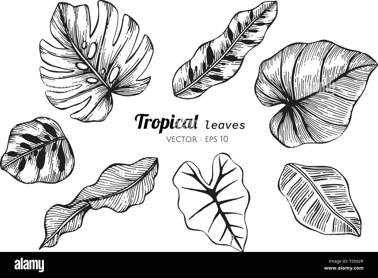Sammlung von tropischen Blätter zeichnen Abbildung. für Muster, Logo