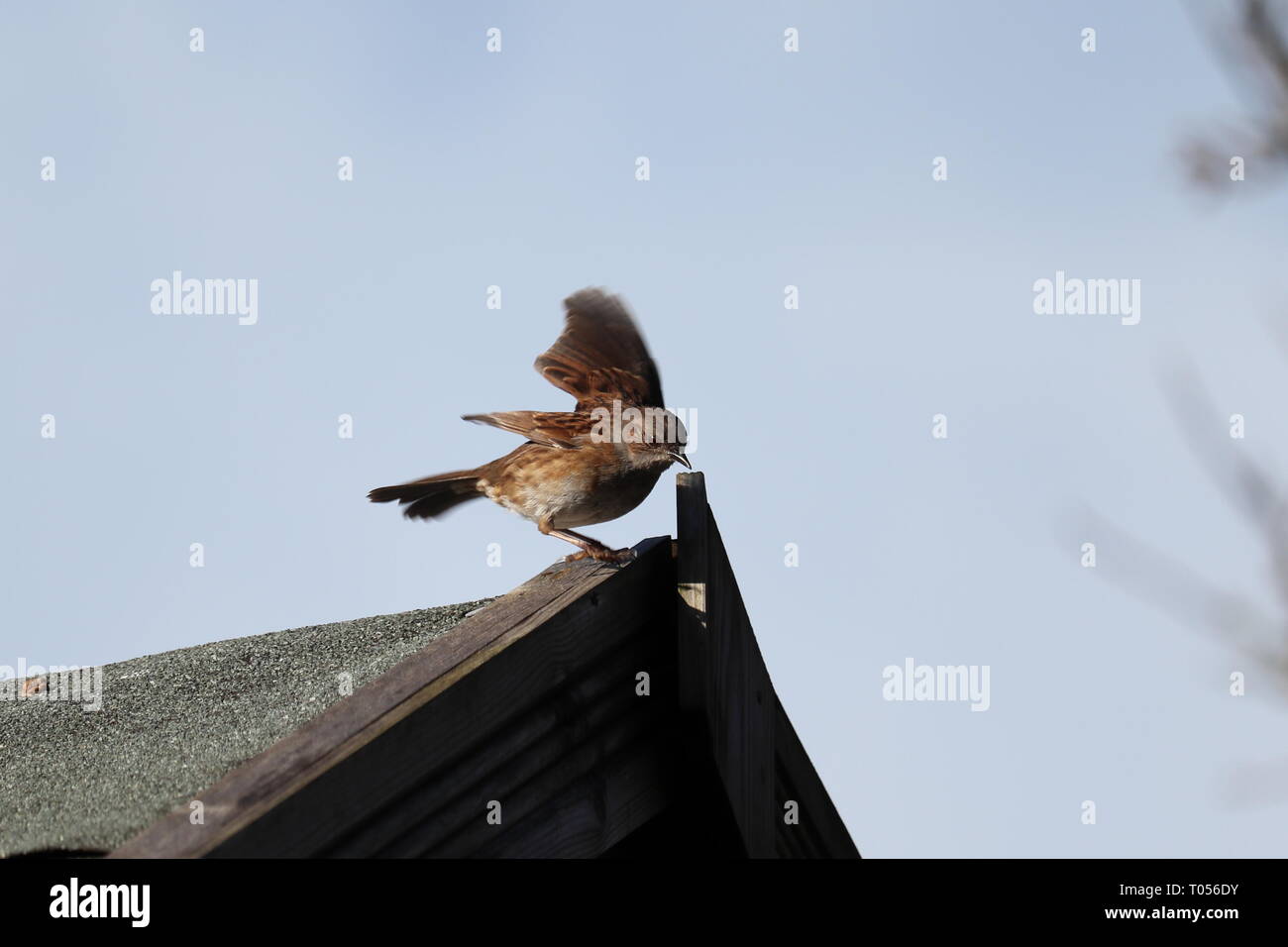 Hedge Sparrow oder Heckenbraunelle Stockfoto