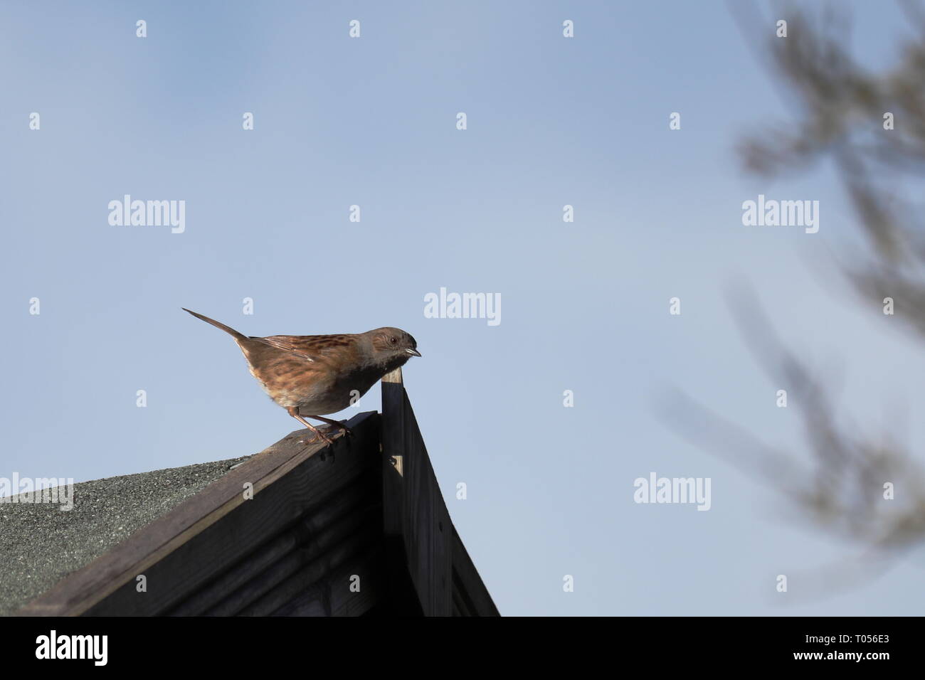 Hedge Sparrow oder Heckenbraunelle Stockfoto