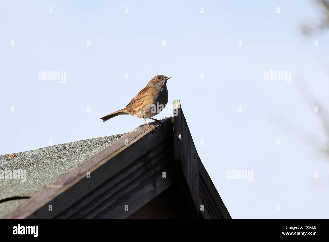 Hedge Sparrow oder Heckenbraunelle Stockfoto
