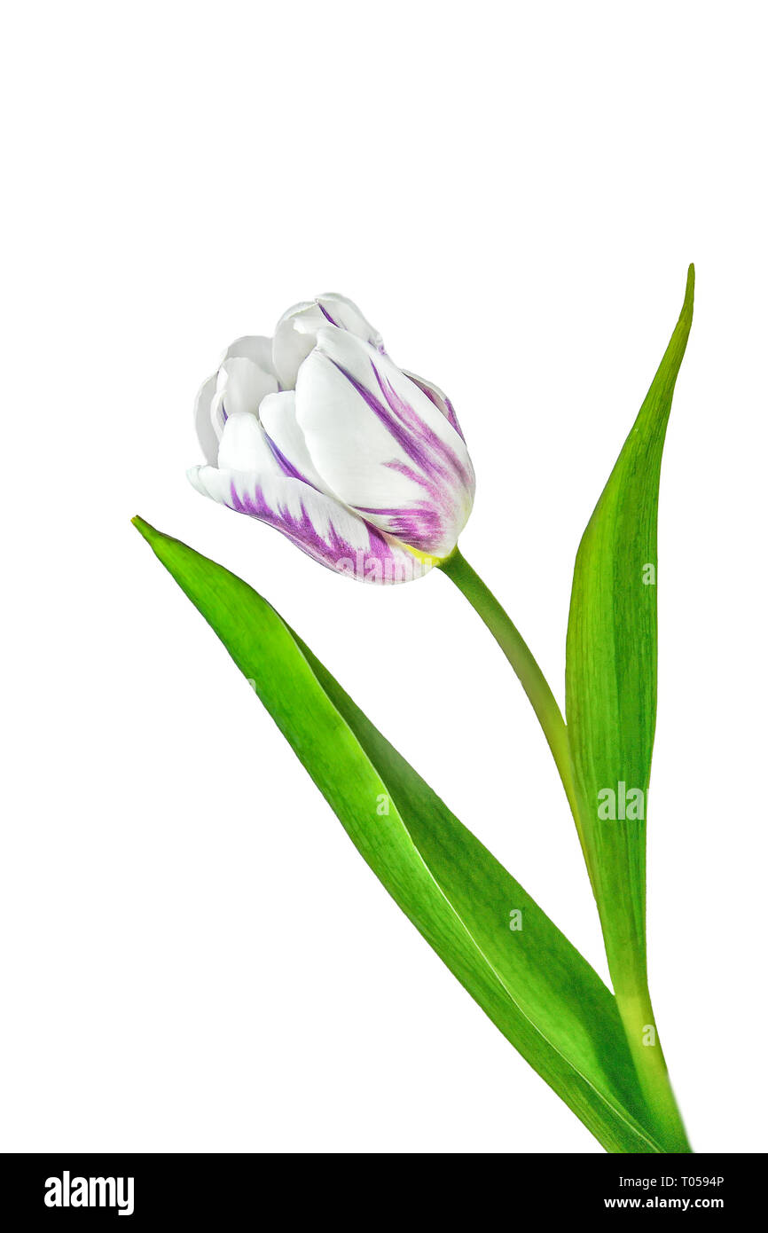 Single elegantes Weiß mit lila Tulpe Blume mit grünen Blättern, auf weißem Hintergrund. Schönes Objekt für den Frühling design Stockfoto