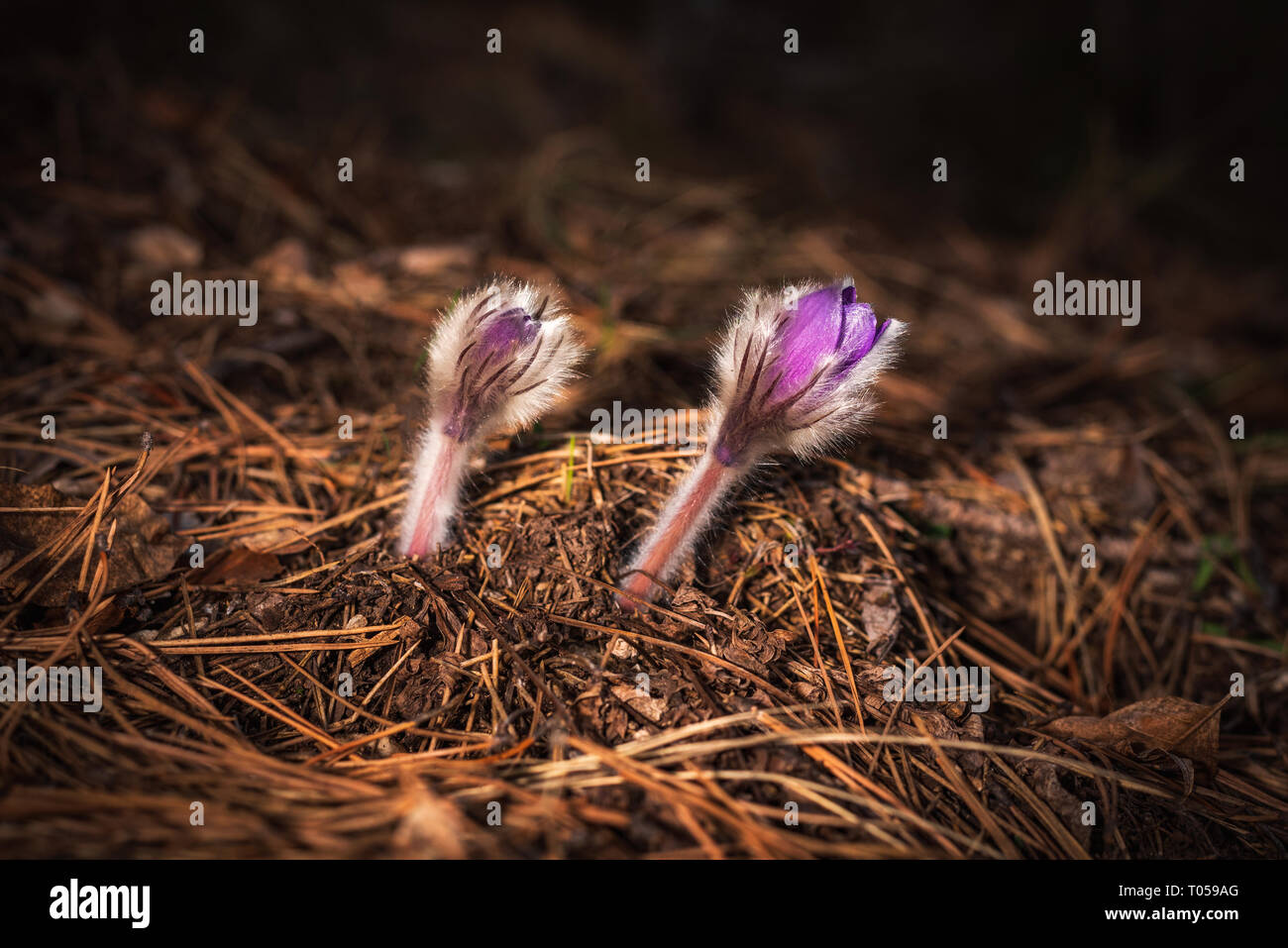 Anemone pulsatilla Spring Mountain Blume Stockfoto