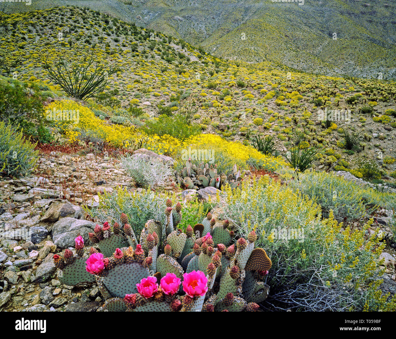 Blühende Wüste im Frühling in Anza-Borego, Kalifornien Stockfoto