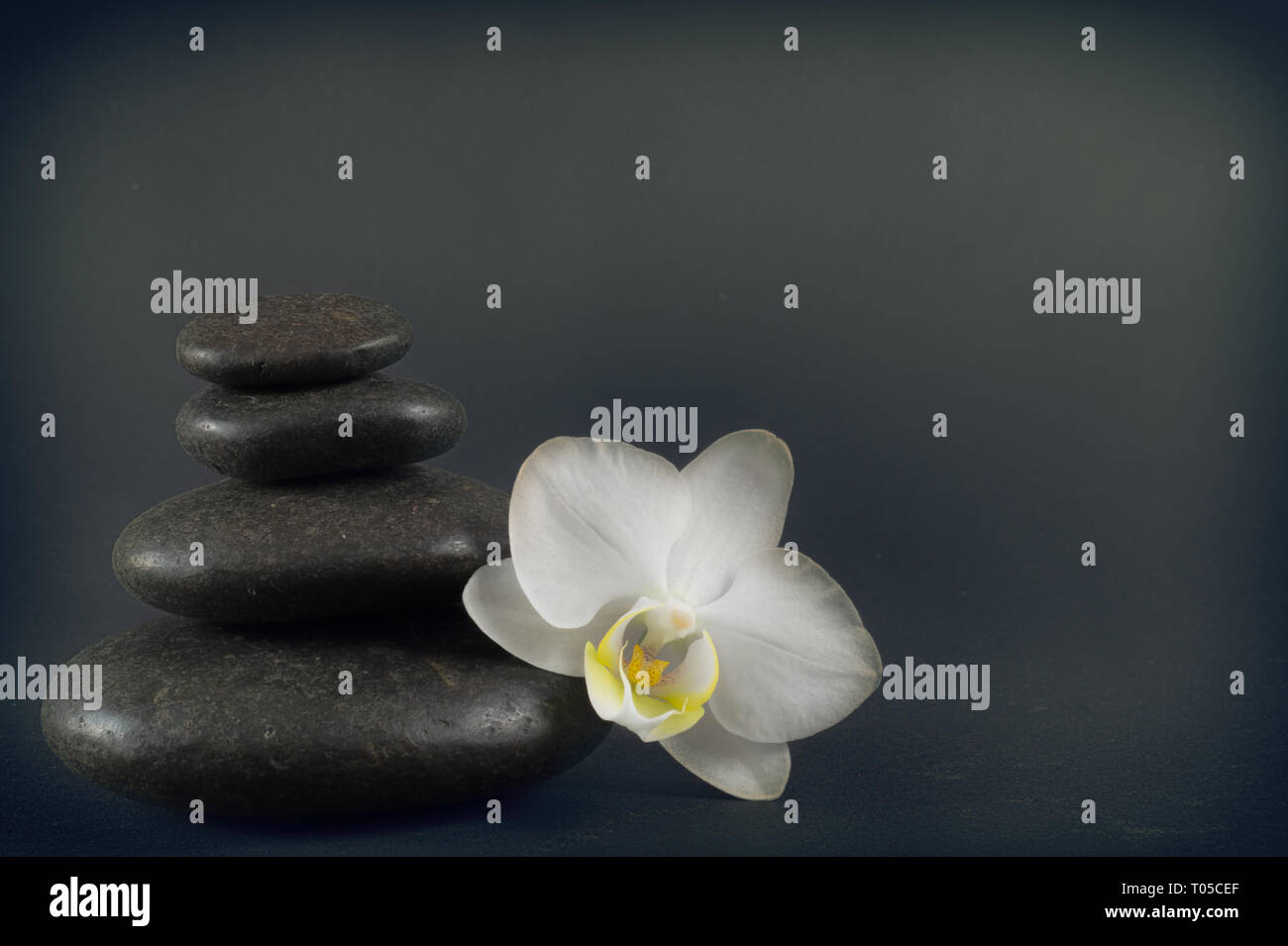 Weiße Orchidee und schwarze Steine auf einem dunklen Hintergrund. Stockfoto