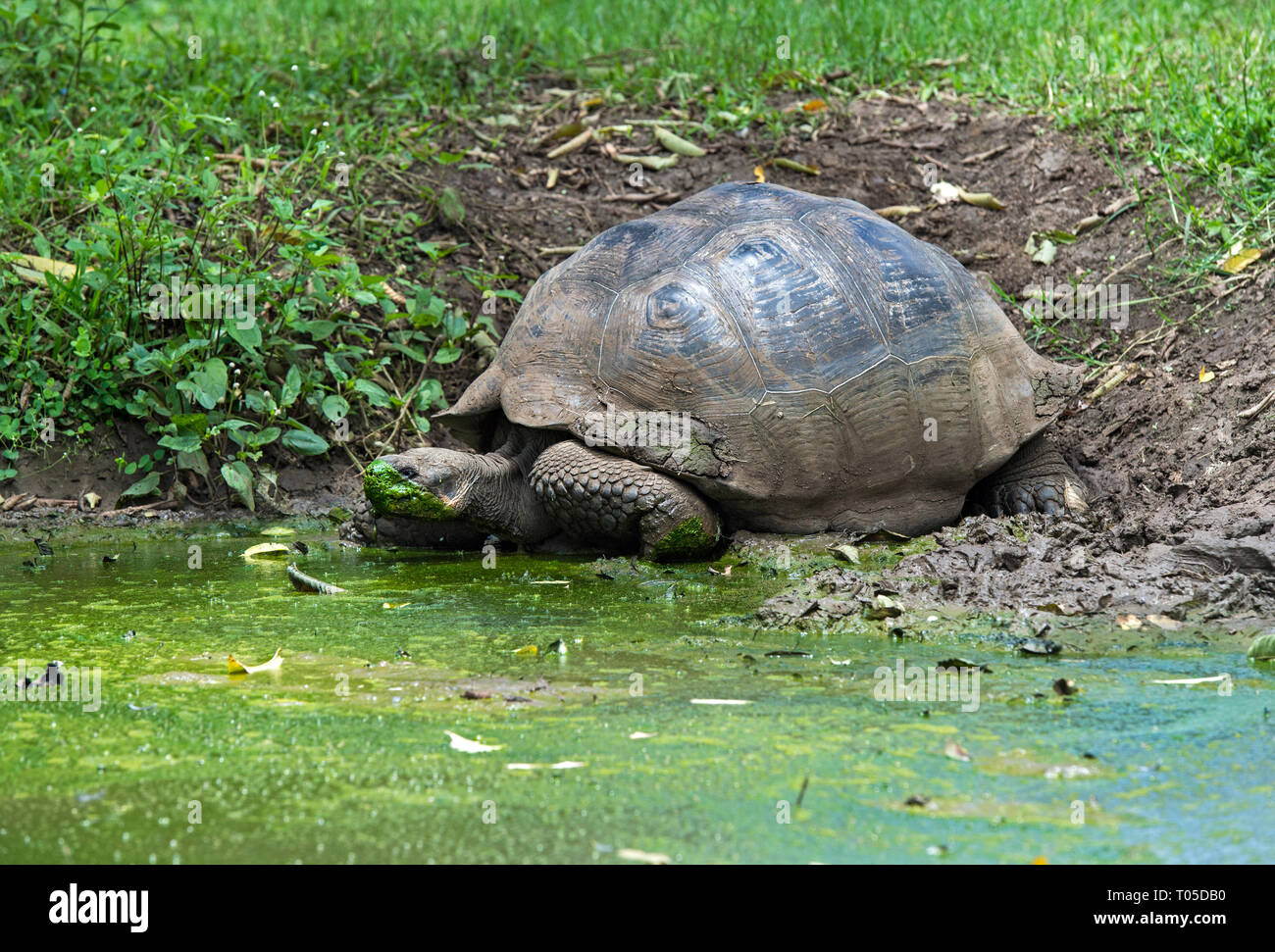 Galapagos Riesenschildkröte (Chelonoidis nigra ssp) Trinkwasser in einem Teich, Isla Santa Cruz, Galapagos, Ecuador Stockfoto