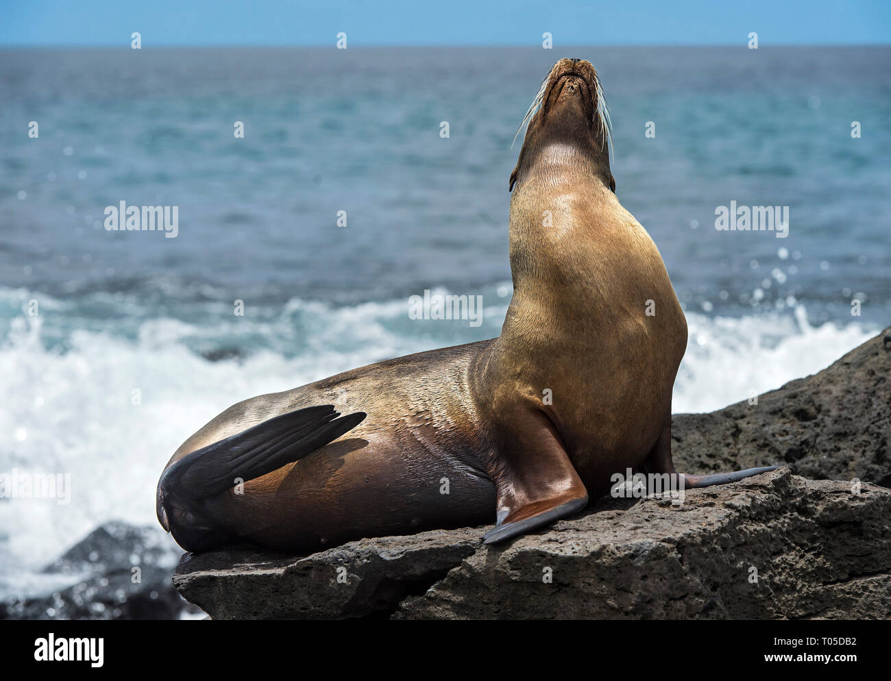 Galapagos Seelöwe (Zalophus wollebaeki) sitzen auf Lavagestein, Ohr Dichtungen Familie (Otariidae), Insel Floreana, Galapagos, Ecuador Stockfoto