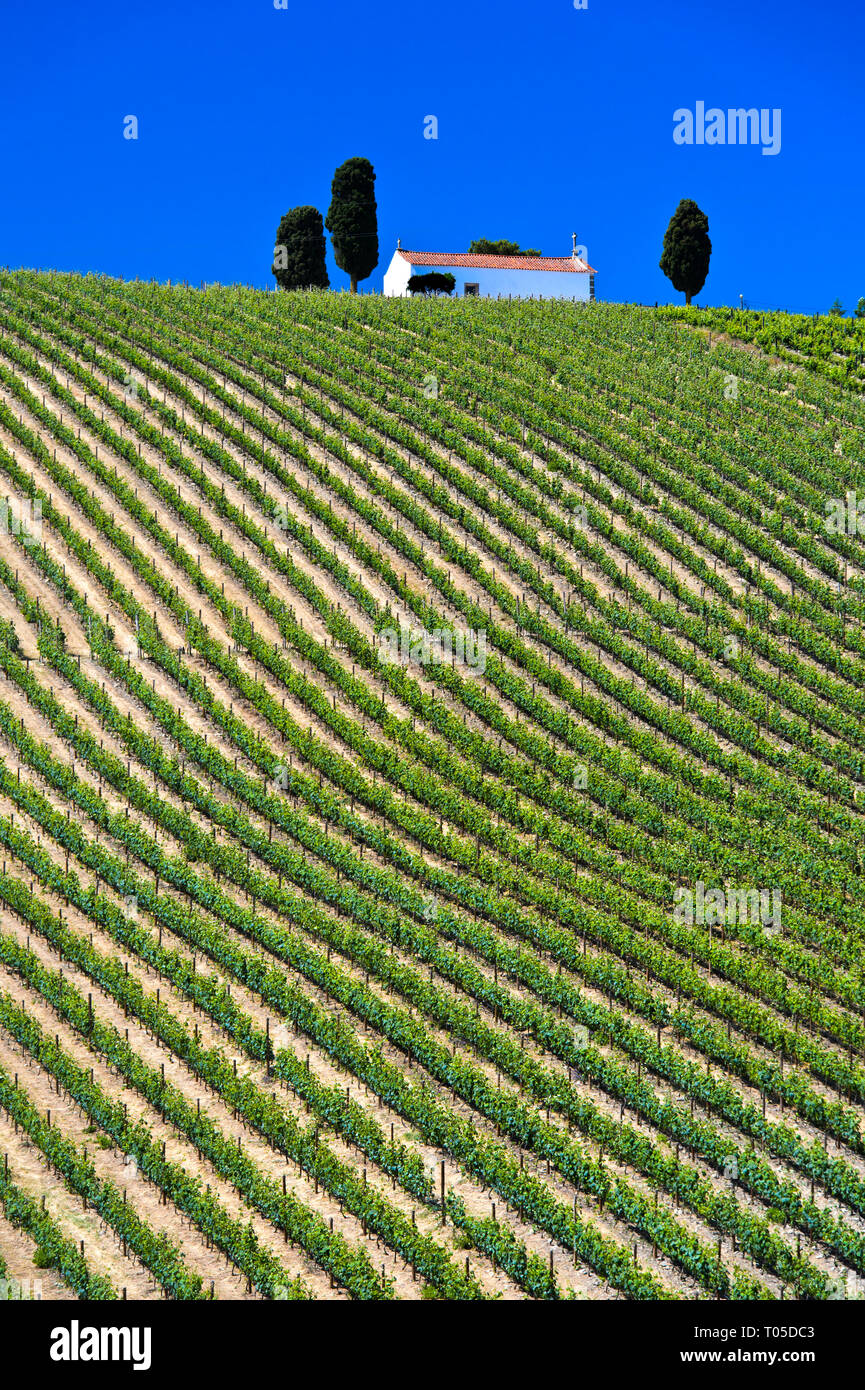 Weinberg mit vertikalen Reihen von Reben, Vinha ao alto Technik, Sao Joao de Pesqueira, Wein Region Douro Alto, Douro-tal, Portugal Stockfoto