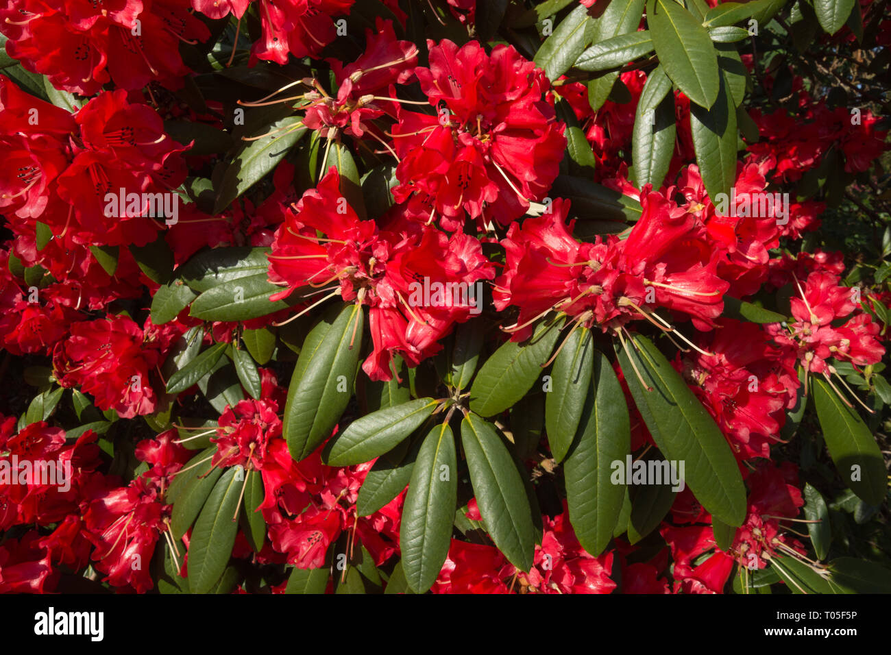 Rhododendron bush (Arboretum X haematodes 'Choremia Turm Hof") in bunten Blüten oder blüht im März in einem Englischen Garten, Großbritannien Stockfoto