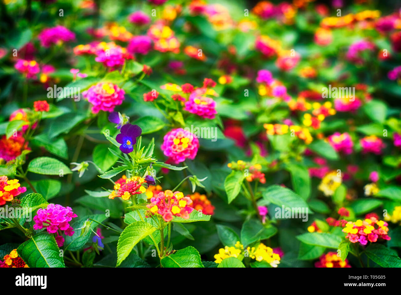 Eine einzelne purpur violett unter mehrfarbige Lantana camara Blumen blühen in einem Garten auf dem Grundstück der hillstead Museum in Farmington connectic Stockfoto