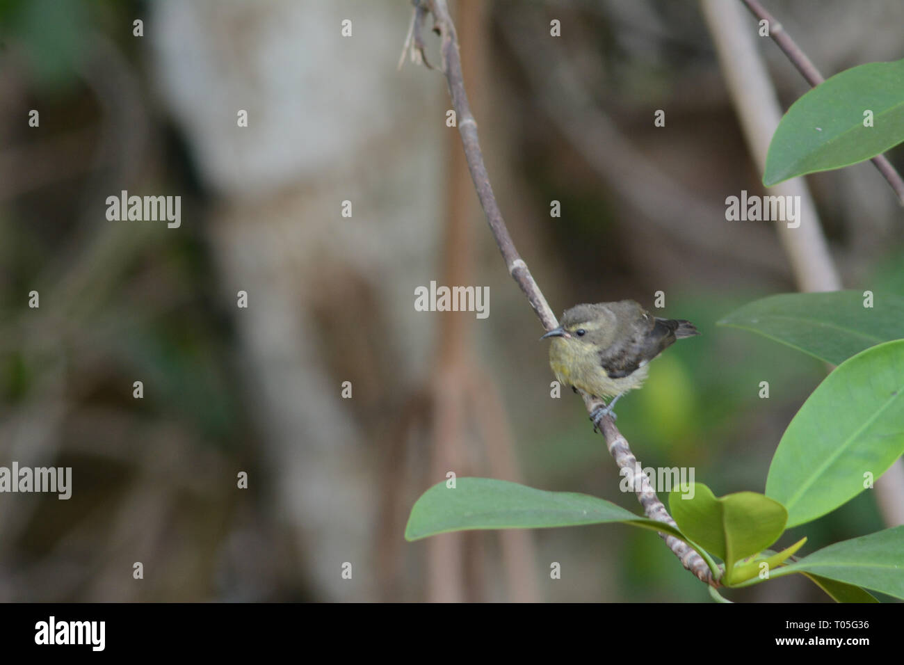 Einen kleinen gelben und grauen Vogel auf einem Zweig in der Dominikanischen Republik Stockfoto