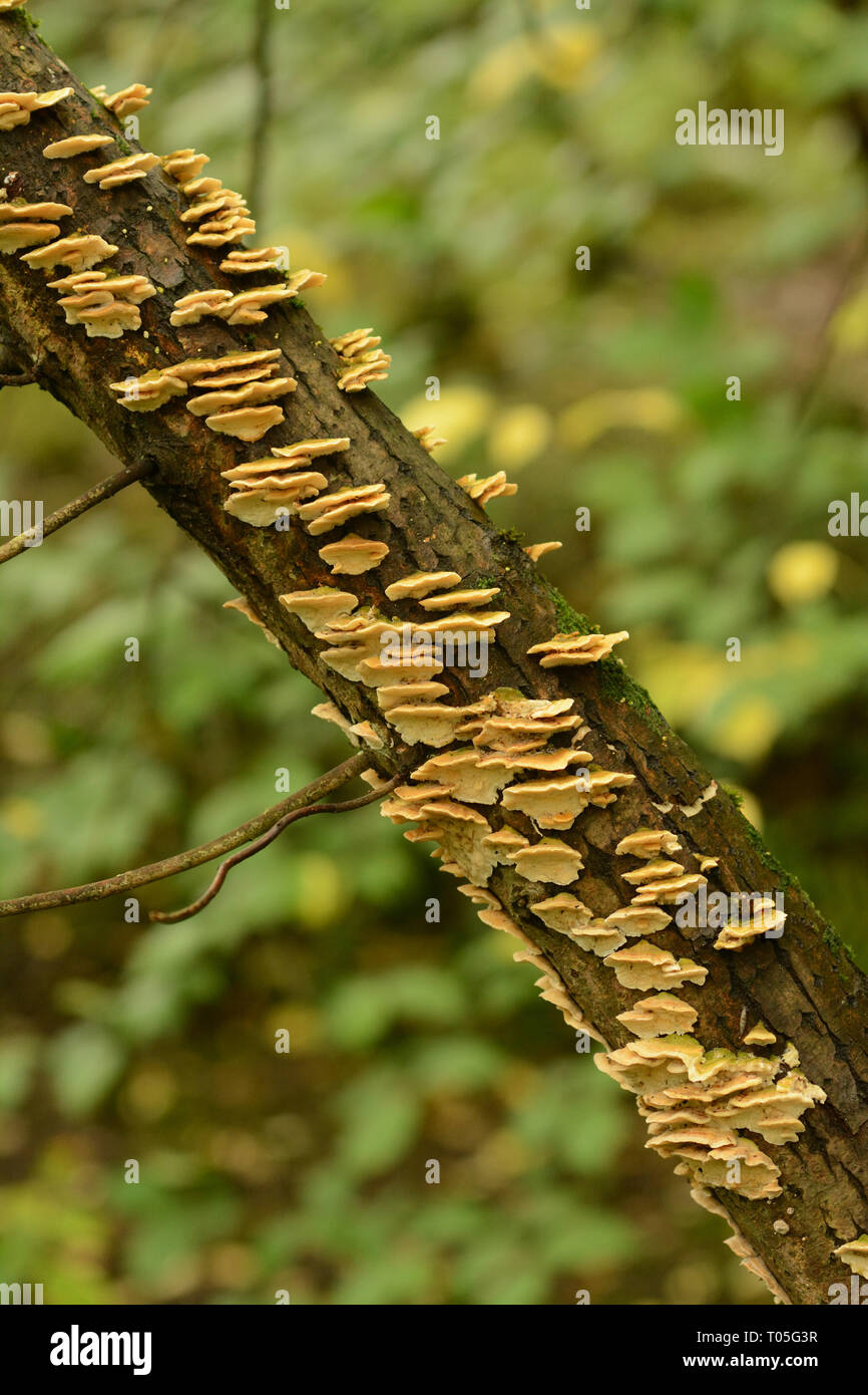 Pilz auf Ast Stockfoto