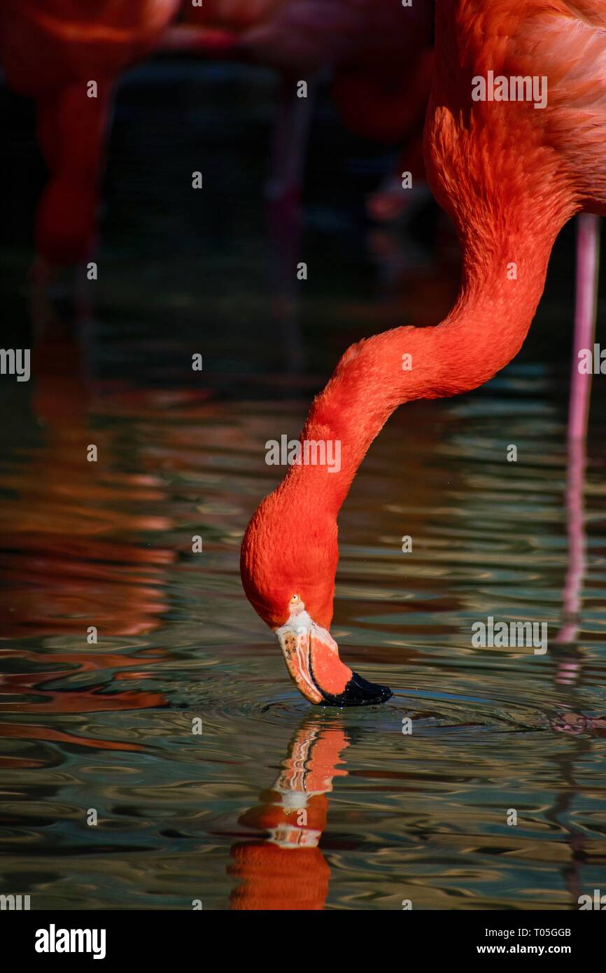 Ein Flamingo genießen Wasser an einem warmen Sommertag. Stockfoto