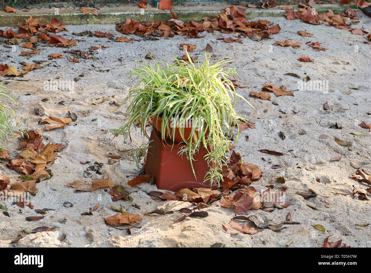 Topfpflanze outdoor Stockfoto