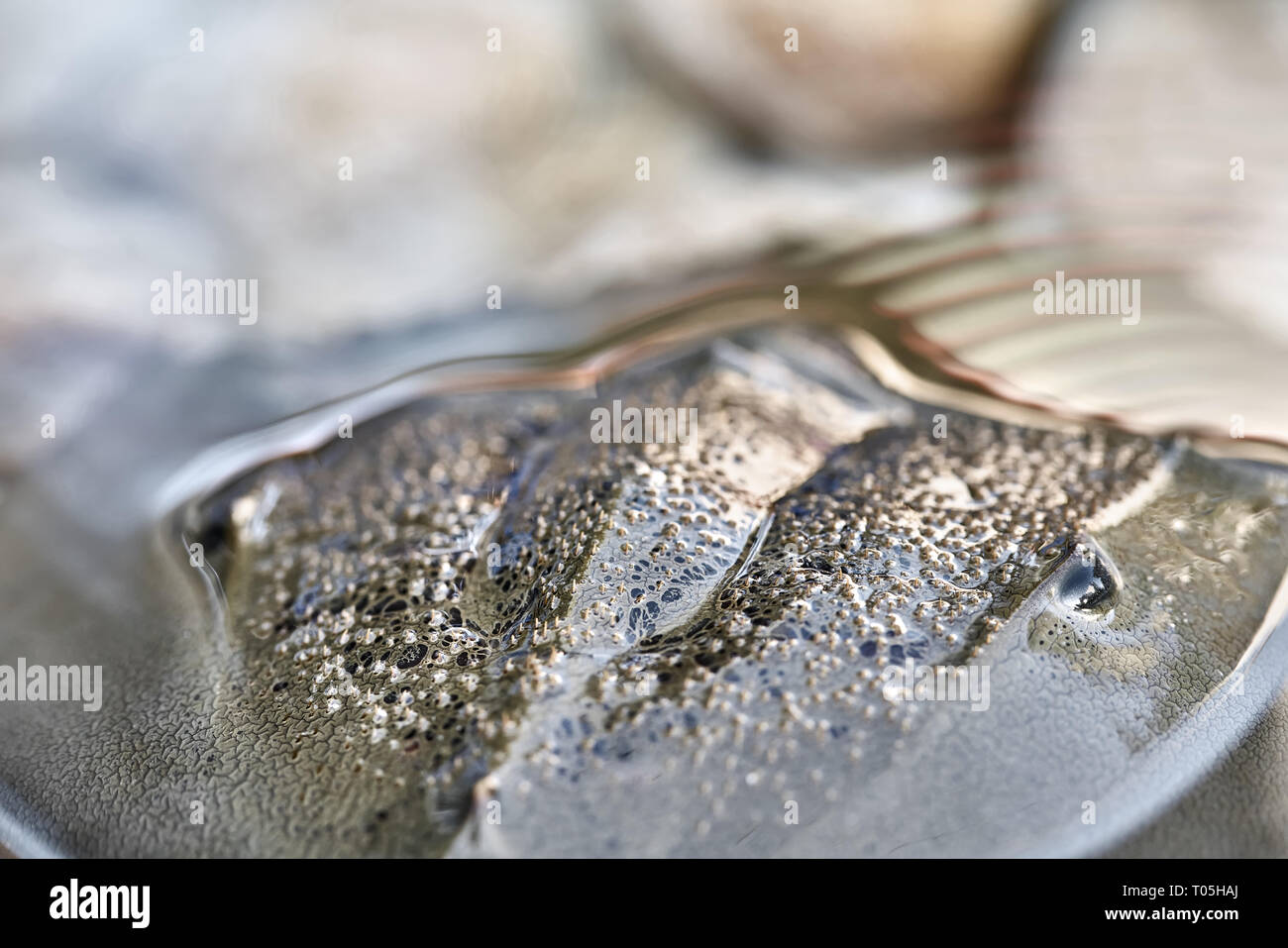 Makro Foto von Zusammengeht erstaunliche Horseshoe crab Stockfoto