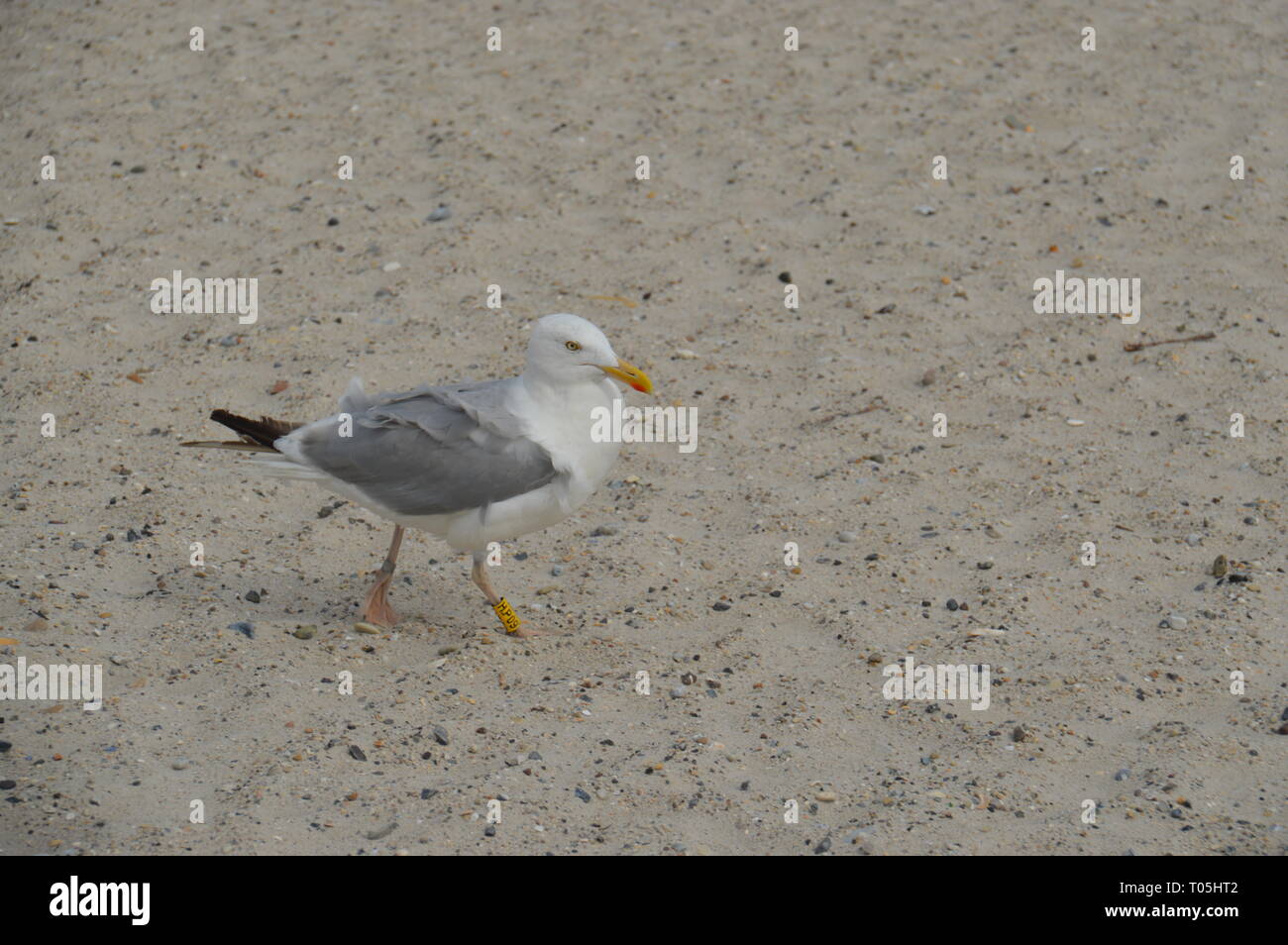 Möwe am Strand in Helgoland - von Jana Reutin Stockfoto