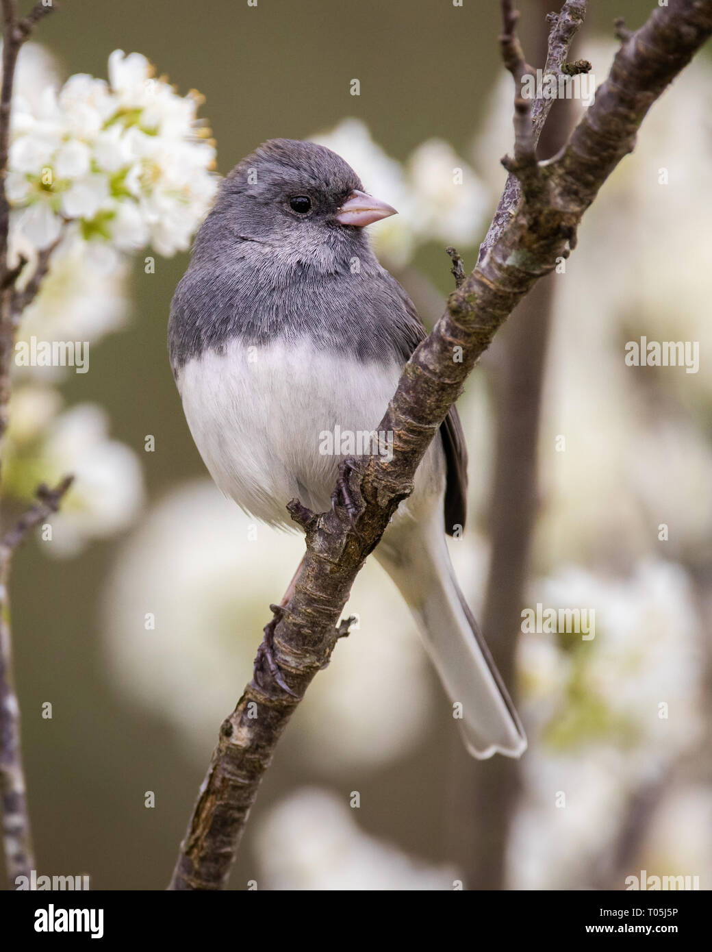 Dark-eyed Junco auf Pflaume Zweig Stockfoto