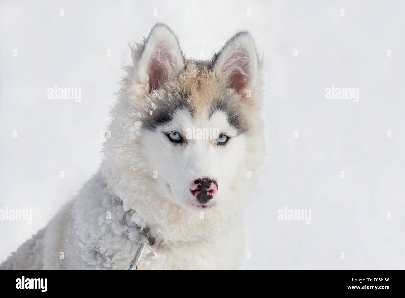 Susse Sibirische Husky Welpe Sitzt Auf Dem Weissen Schnee Drei Monate Alt Heimtiere Reinrassigen Hund Stockfotografie Alamy