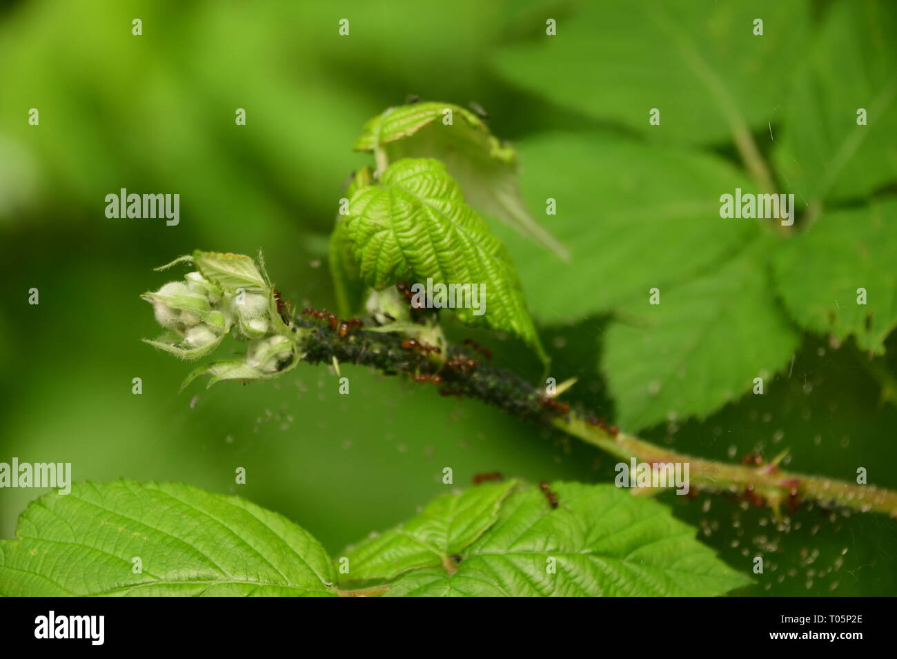 Winzige Insekten, die an die und von der Dornstrauch - Ameisen melken Läuse Stockfoto