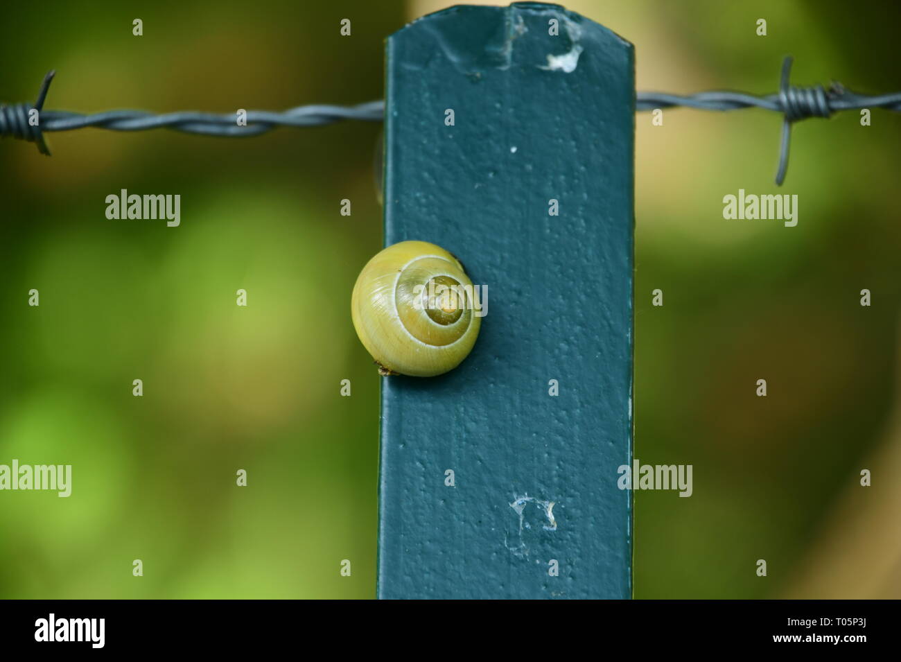 Gelbe schnecke auf einem grünen Säule Stockfoto