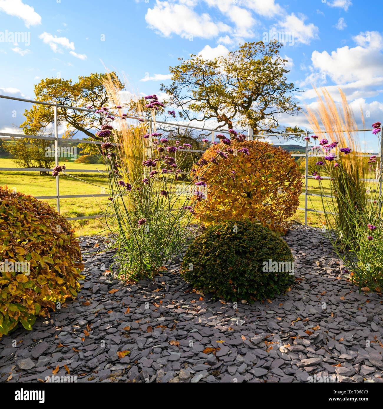 Herbst Farbe in herrlichen privaten Garten - elegantes, modernes Design, Garten- und Landschaftsbau, Pflanzen & Schiefer Chips auf Grenze (ländlichen Yorkshire, England, UK) Stockfoto