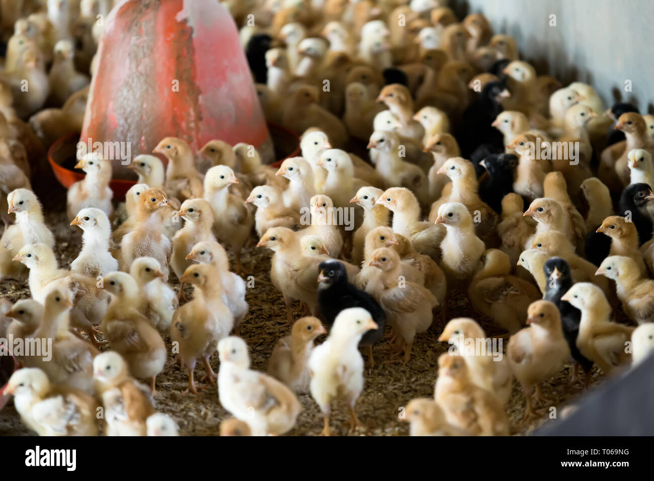 Blick auf viele flauschige Baby Hühner auf Geflügel Bauernhaus Stockfoto