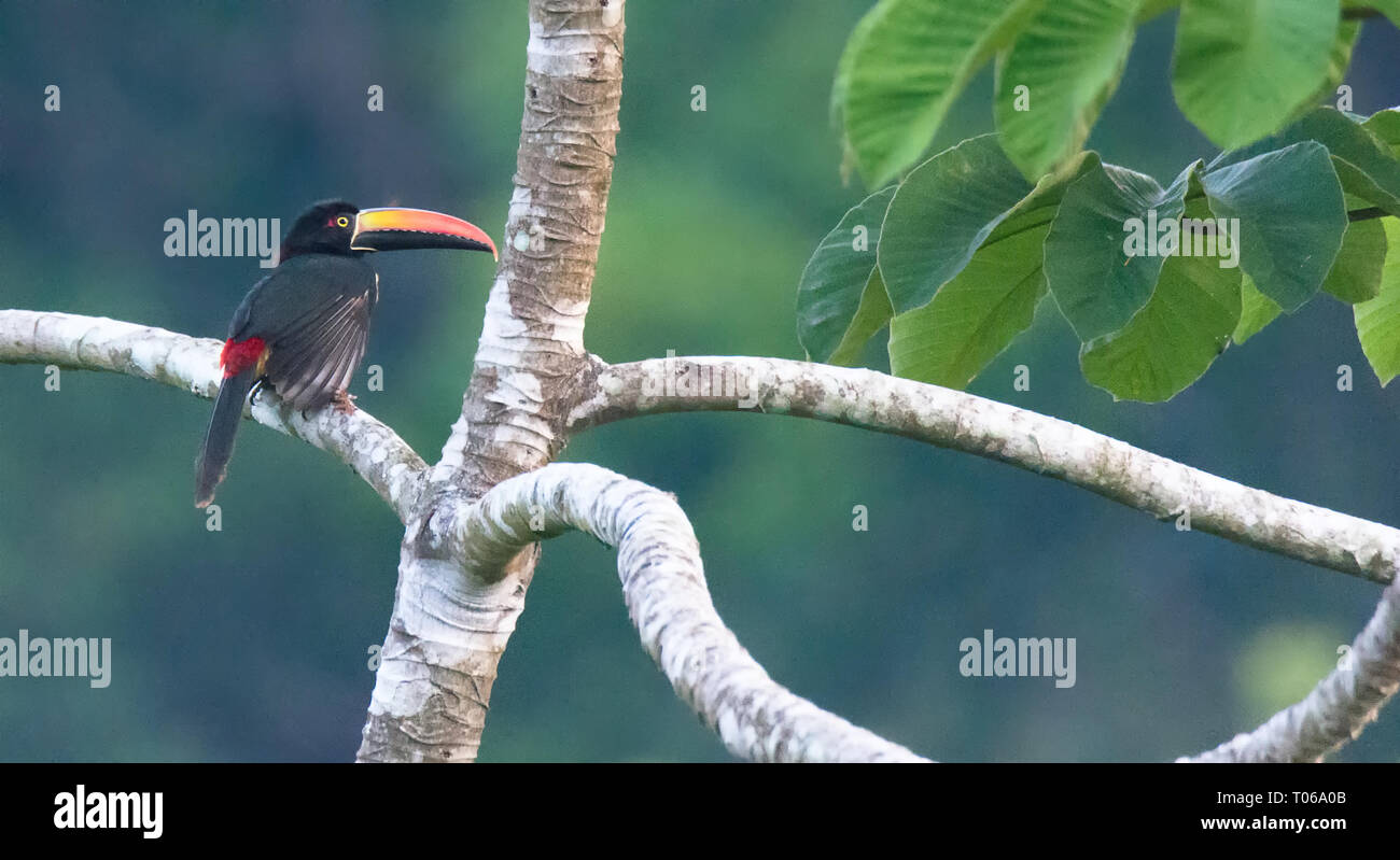 Auf der Suche nach rechts eine Fiery-Billed Aracari sucht Morgen Frühstück. Stockfoto