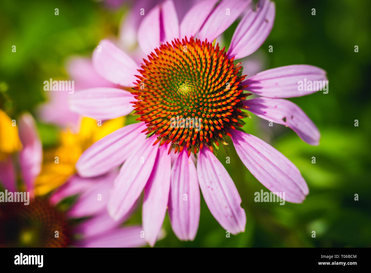 Echinacea purpurea Blume im Garten Stockfoto