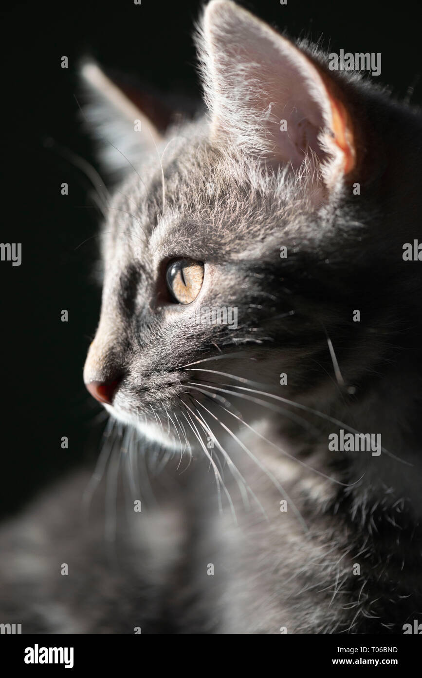 Ein Nahaufnahme-Porträt eines grauen Tabby Kätzchens Stockfoto