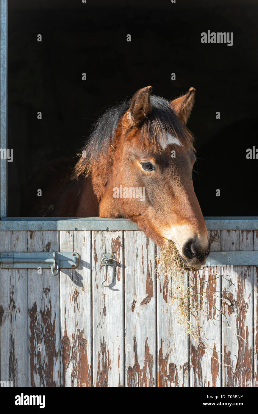 Ein lusitano Fohlen sieht Aus seinem Stall Tür während und Kaut Heu Stockfoto