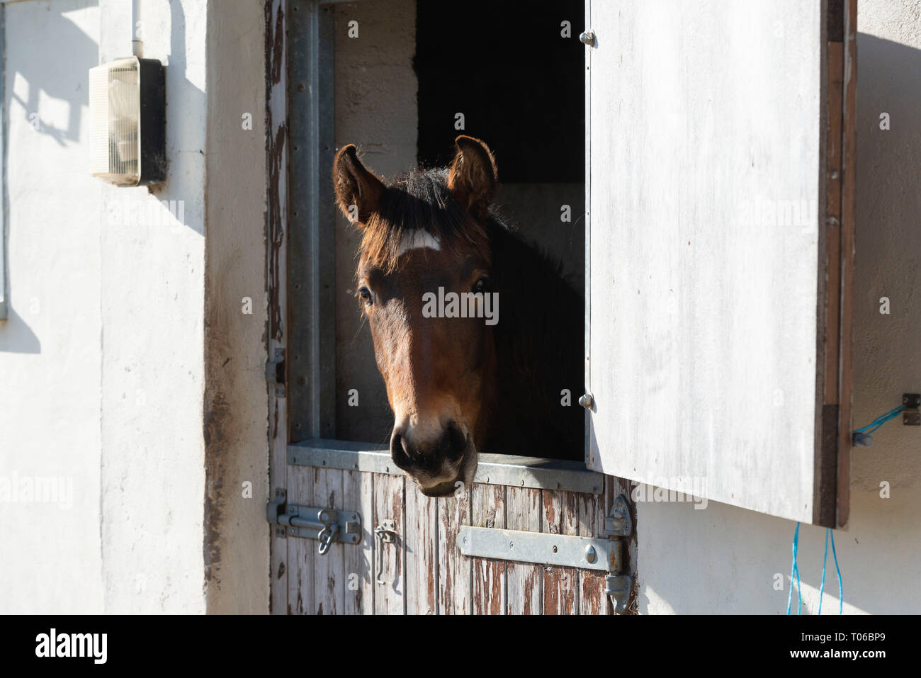 Ein lusitano Fohlen Über die Hälfte Tür seines stabilen Stockfoto