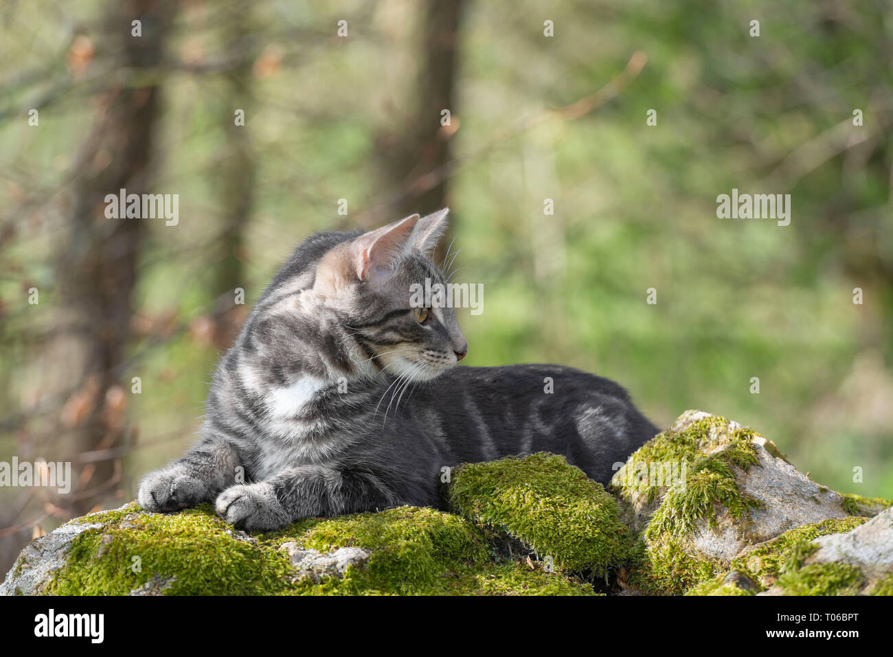 Ein graues Tabby-Kätzchen, das auf einer mossigen Steinmauer liegt Seitwärts Schauen Stockfoto