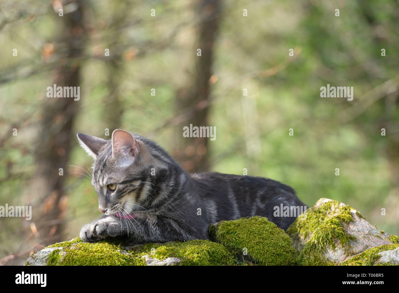 Ein graues Tabby-Kätzchen, das auf einer mossigen Steinmauer liegt Die Pfote mit der Zunge reinigen Stockfoto