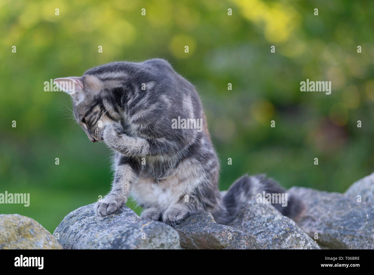 Eine graue Pet Cat sitzt auf einer Trockensteinwand Grooming Stockfoto