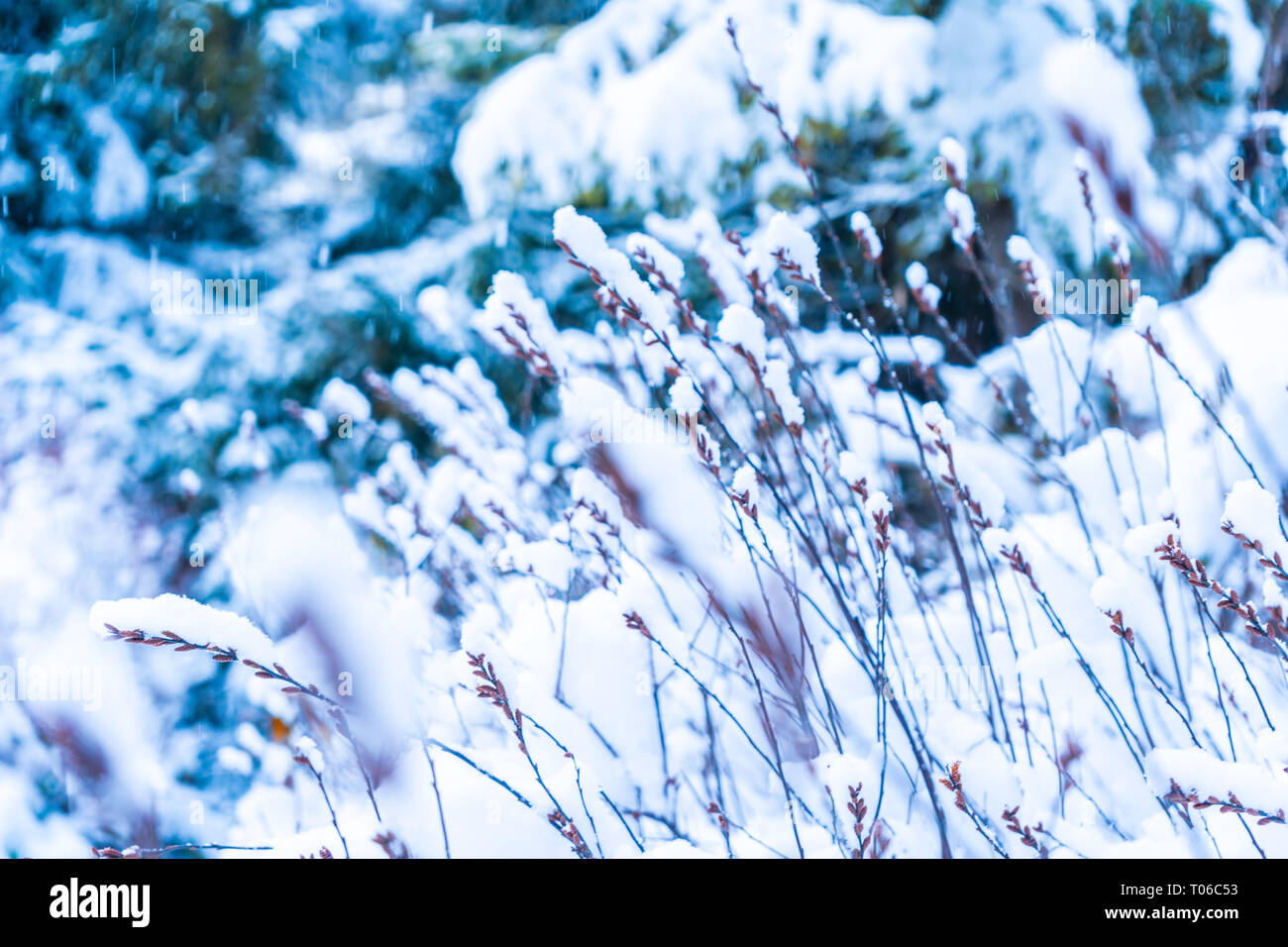 Selektiver Fokus Hintergrund mit Unschärfe des braunen Gras stehen gegen weiße Schnee und blau grün Wald Stockfoto