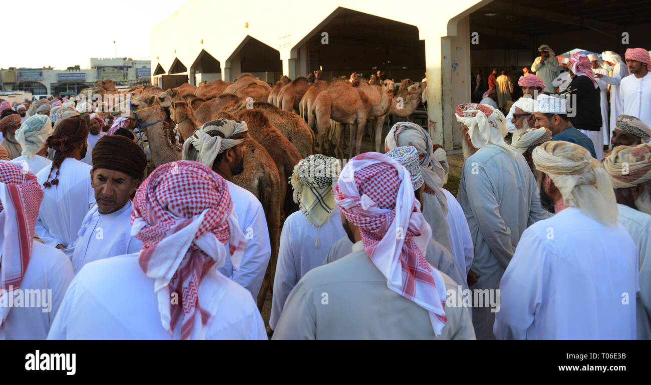 Der kamelmarkt in Sinaw, Oman. Stockfoto