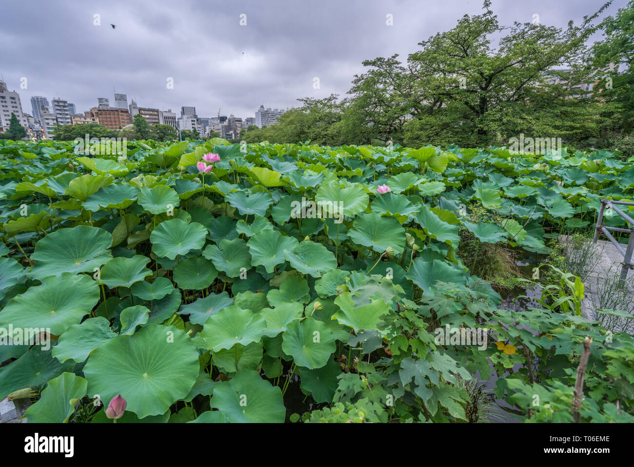 Taito-ku, Tokyo - Juli 27, 2017: Seerosen im Lotus Teich (Hasu keine IKE-) innerhalb Shinobazu Teich (Shinobazu keine IKE-) auf der Benten-cho Insel in Uen entfernt Stockfoto