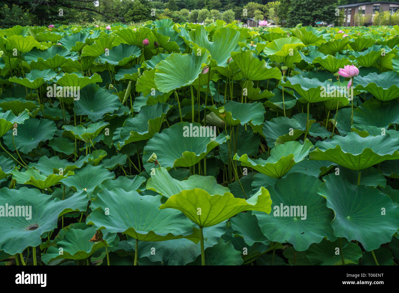 Taito-ku, Tokyo - Juli 27, 2017: Seerosen im Lotus Teich (Hasu keine IKE-) innerhalb Shinobazu Teich (Shinobazu keine IKE-) auf der Benten-cho Insel in Uen entfernt Stockfoto