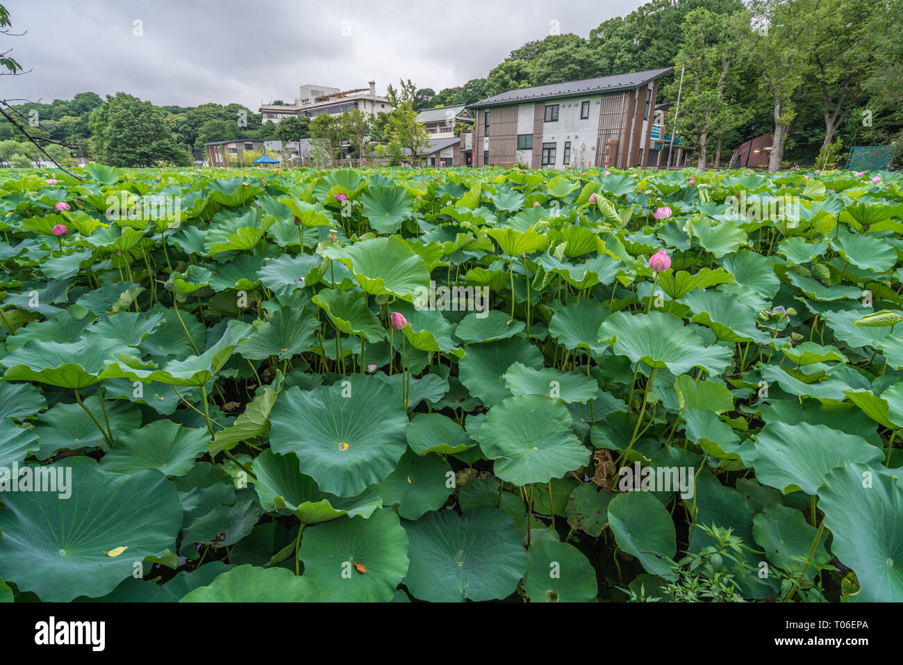 Taito-ku, Tokyo - Juli 27, 2017: Seerosen im Lotus Teich (Hasu keine IKE-) innerhalb Shinobazu Teich (Shinobazu keine IKE-) auf der Benten-cho Insel in Uen entfernt Stockfoto
