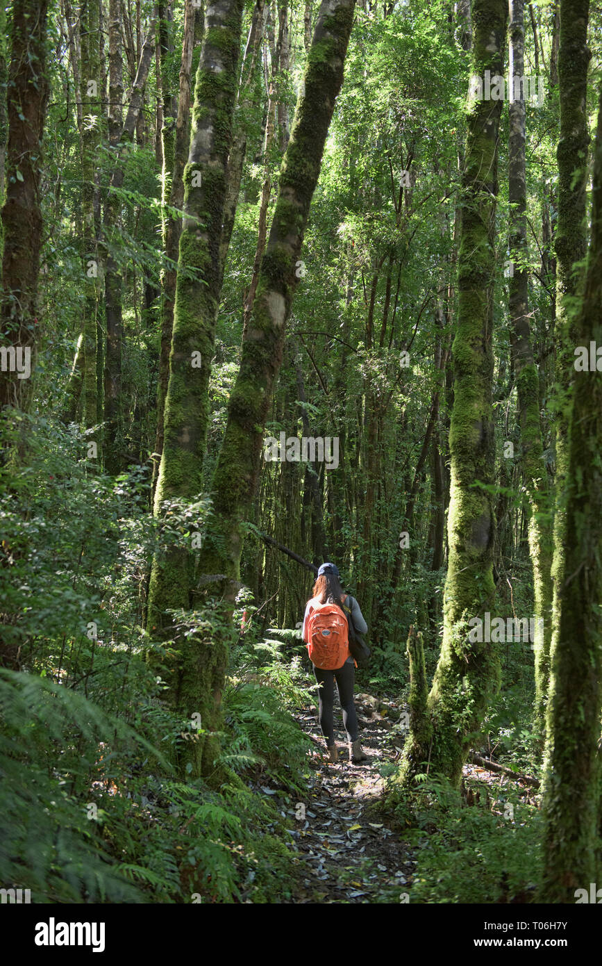 Trekking in gemäßigten Regenwald im Nationalpark Queulat, Patagonien, Aysen, Chile Stockfoto