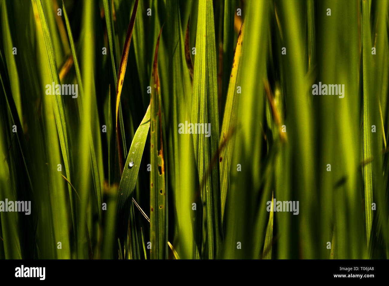 Das Wasser im Reisfeld Stockfoto