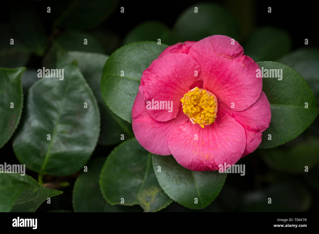 In der Nähe eines schönen blühenden rosa Camellia japonica (auch als gemeinsame camellia oder Japanische Kamelie bekannt), ein Blühender Baum oder Strauch. Stockfoto