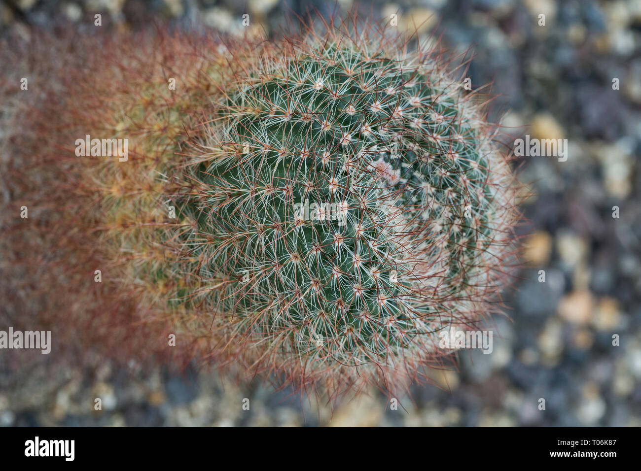 Nahaufnahme einer Parodia sp. Cactus von oben gesehen Stockfoto