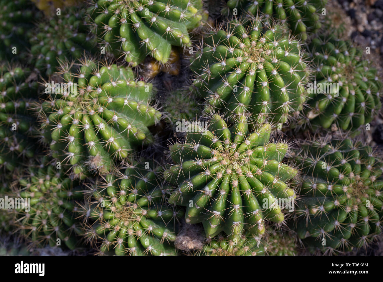 In der Nähe mehrerer spiky Echinopsis Kakteen calochlora gesehen von oben. Stockfoto