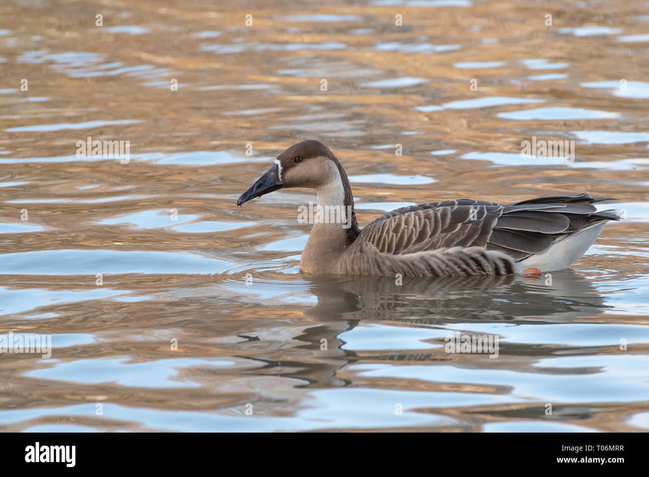 Schwanengans auf ifield Mühle Teich Stockfoto