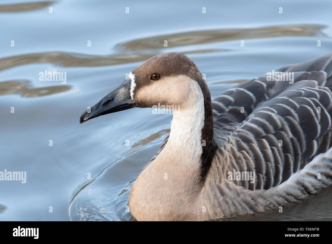 In der Nähe von Swan goose Stockfoto