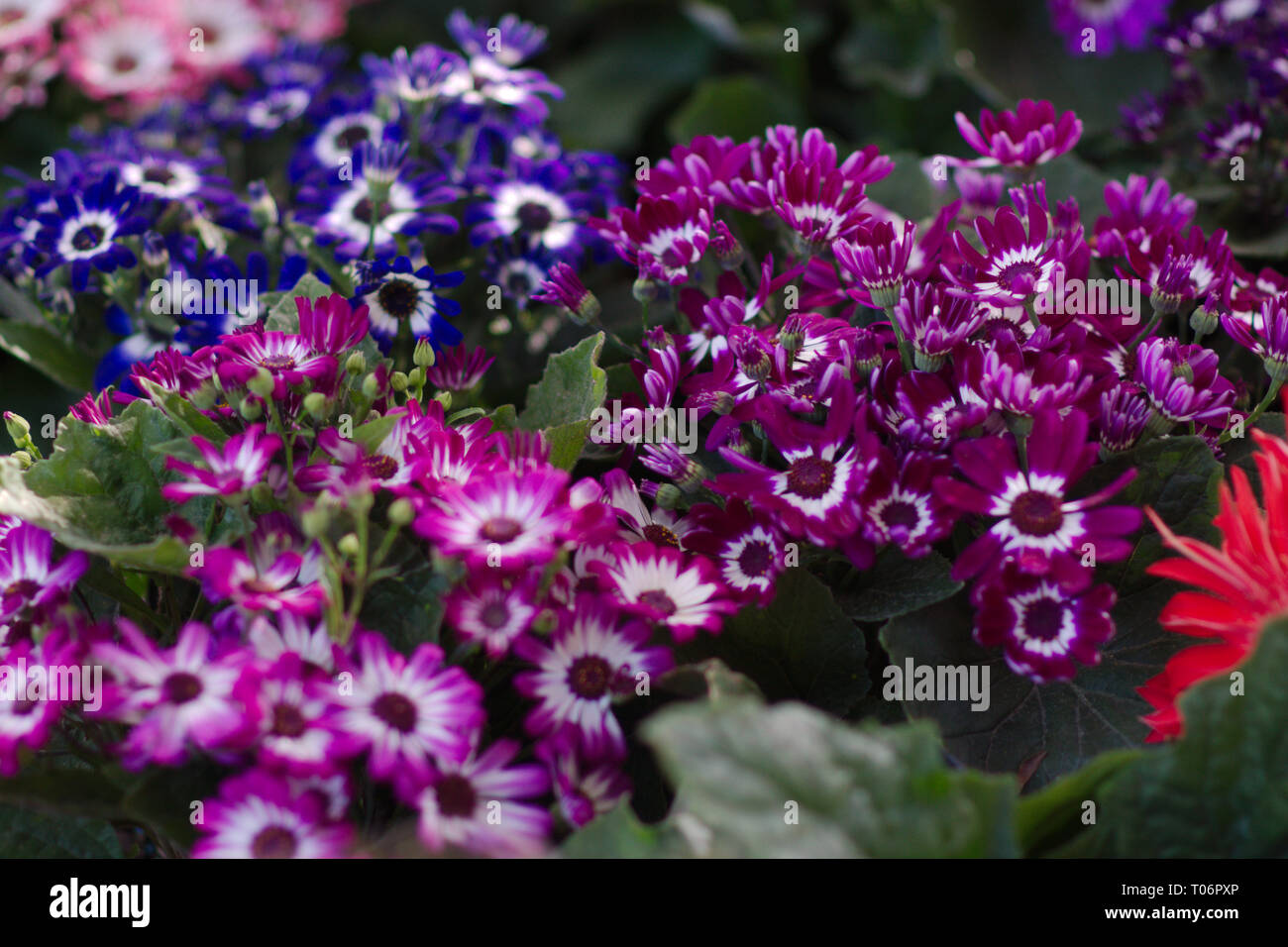 Bereich der Pink, fuchsia, lila bunte Gänseblümchen mit weißen Zentren aus San Miguel de Allende Juarez Park Candelaria 2019 Stockfoto